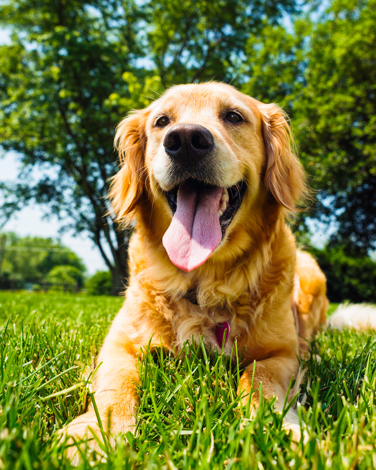 Golden Retriever lying in grass in the sun 