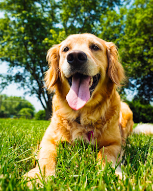 Golden Retriever lying in grass in the sun