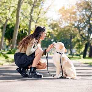 Woman training her labrador dog outside in the park.