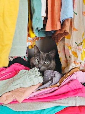 Cute grey cat laying down in a closet.