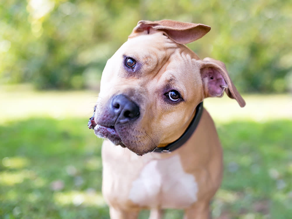 picture of a pitbull cocking their head to the left