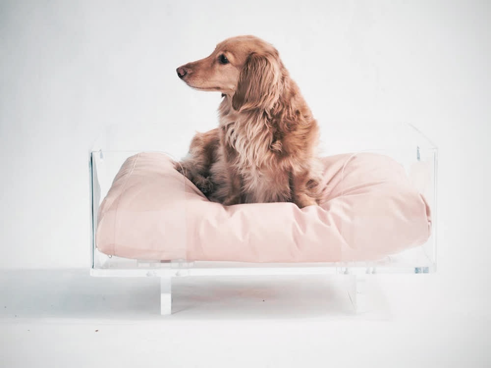Hiddin’s Products Are the Philippe Starck Ghost Chairs of the Pet World ...