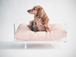 Tan small dog sitting on Clear Rectangular Lucite Dog Bed from hiddin with light pink seat cushion