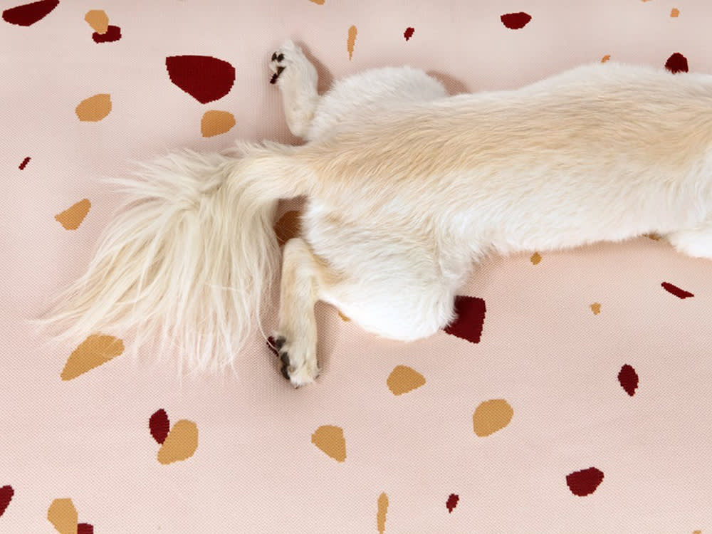 dog laying on laylo bed in pink