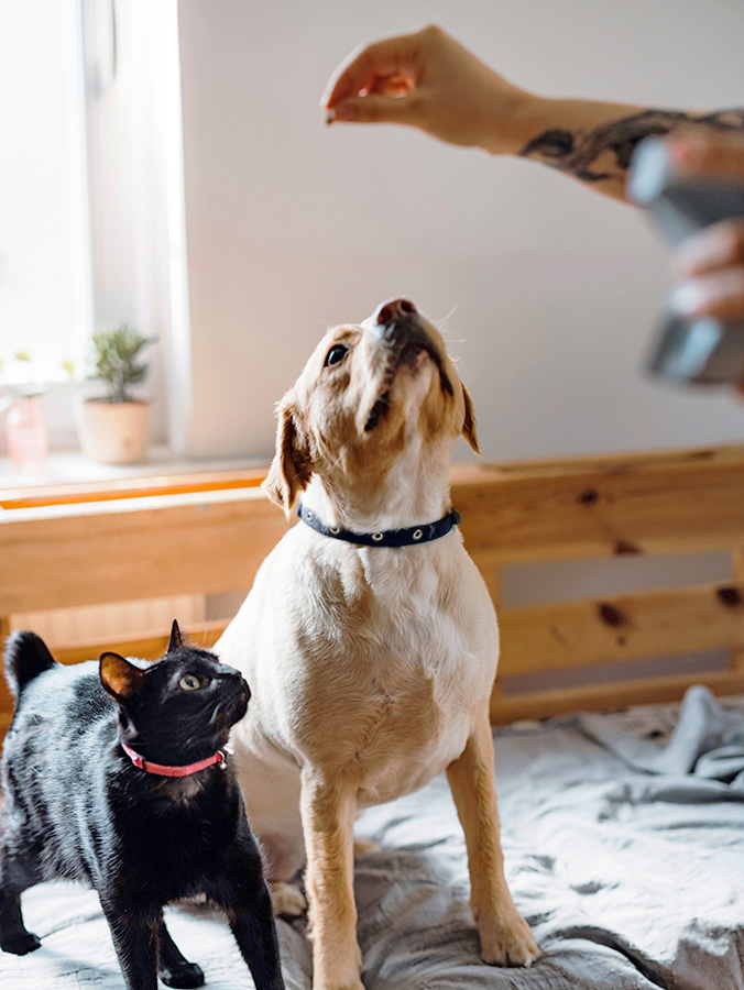 Someone giving their dog and cat a treat at home.