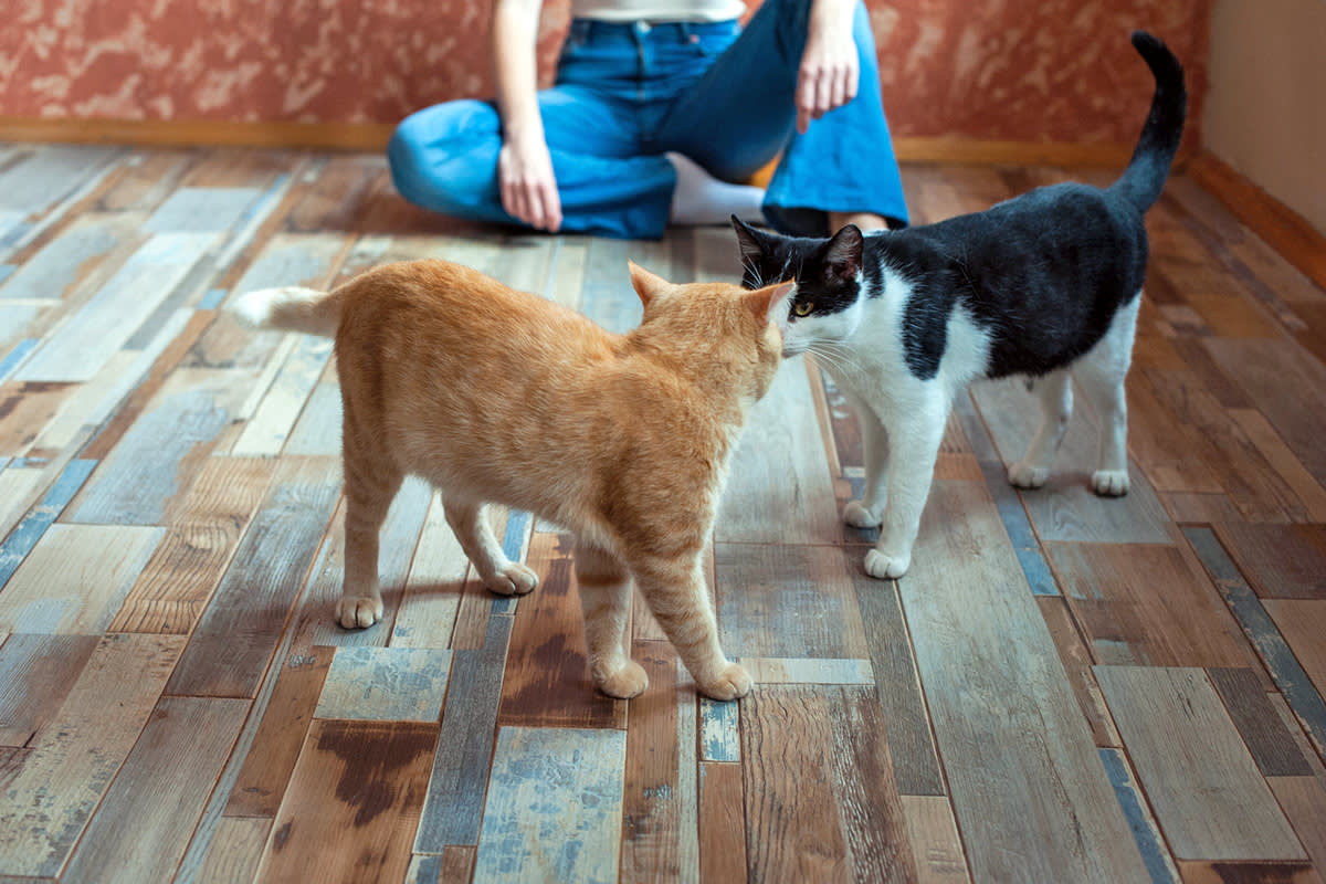 Two cats interacting with each other