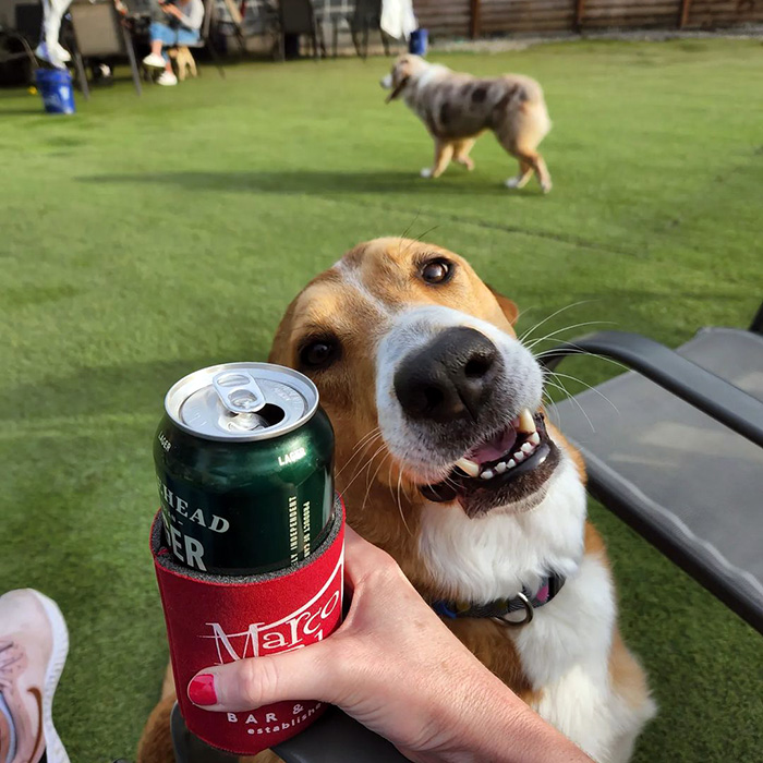 a dog at Growlerz