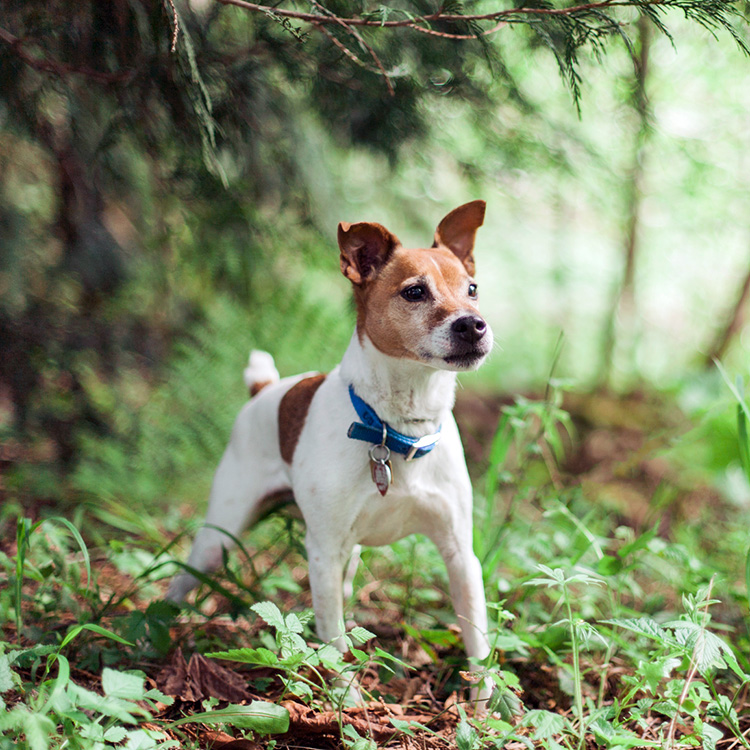 Cute dog standing outside, looking alert.