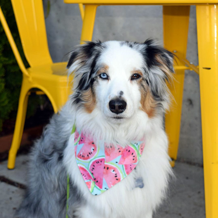 a dog at Preserve and Gather