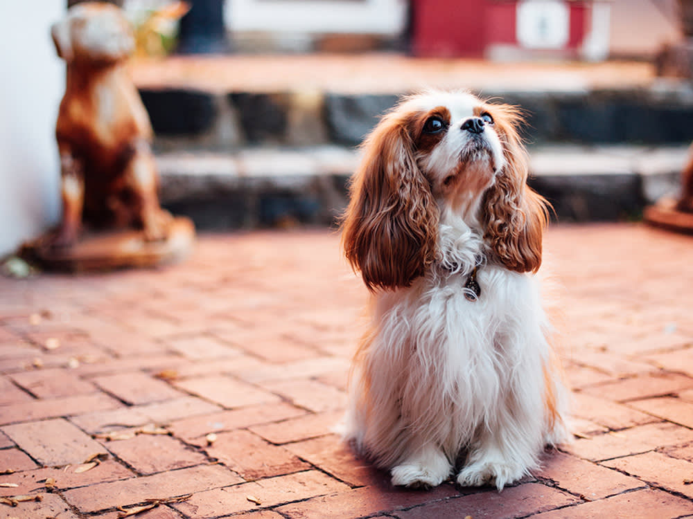 Cavalier King Charles Spaniel