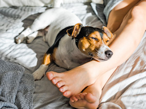 Dog resting his head on woman's bare legs at home.