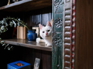 A white cat hiding on a book shelf. 