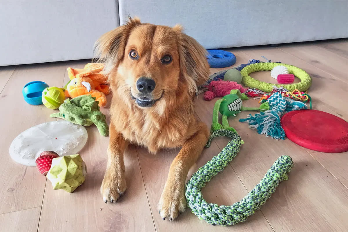 Dog surrounded by toys