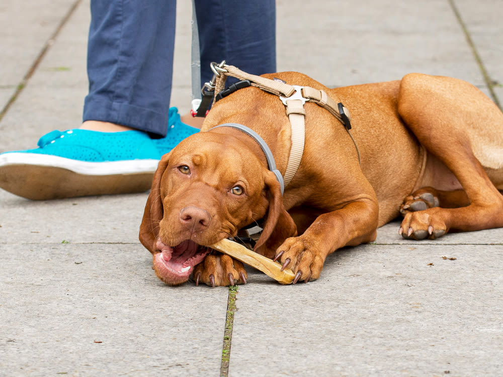 Brown dog lying in the street and chewing bone