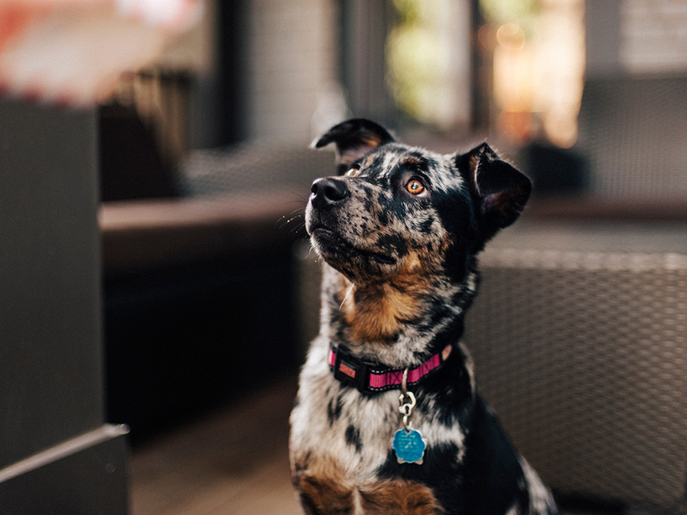 do dogs understand grooming