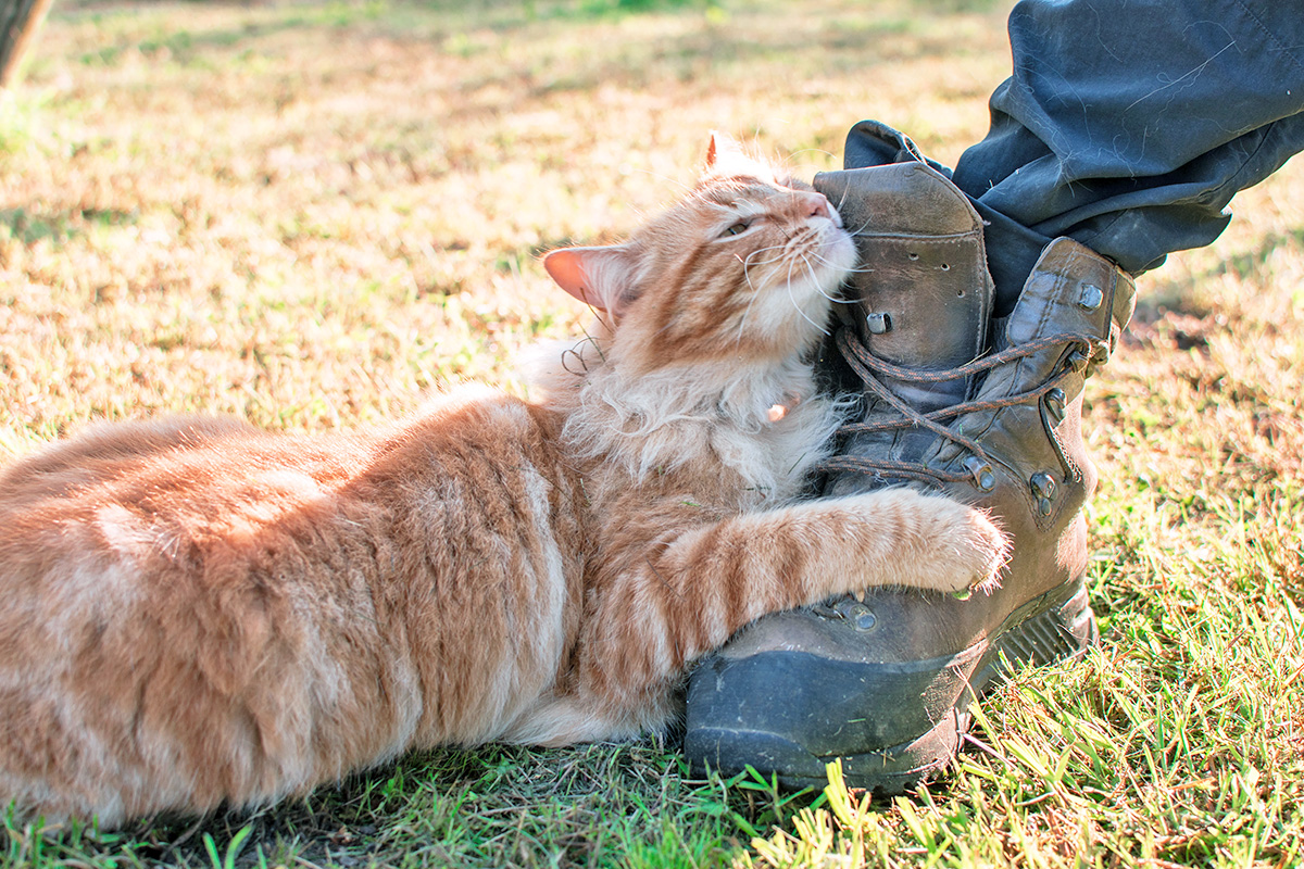 orange cat snuggling brown hiking boot