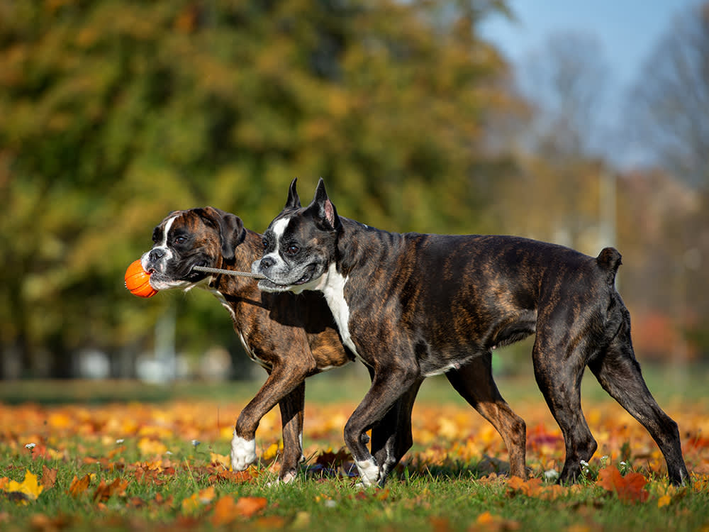 Two boxer dogs playing with a ball together in the park
