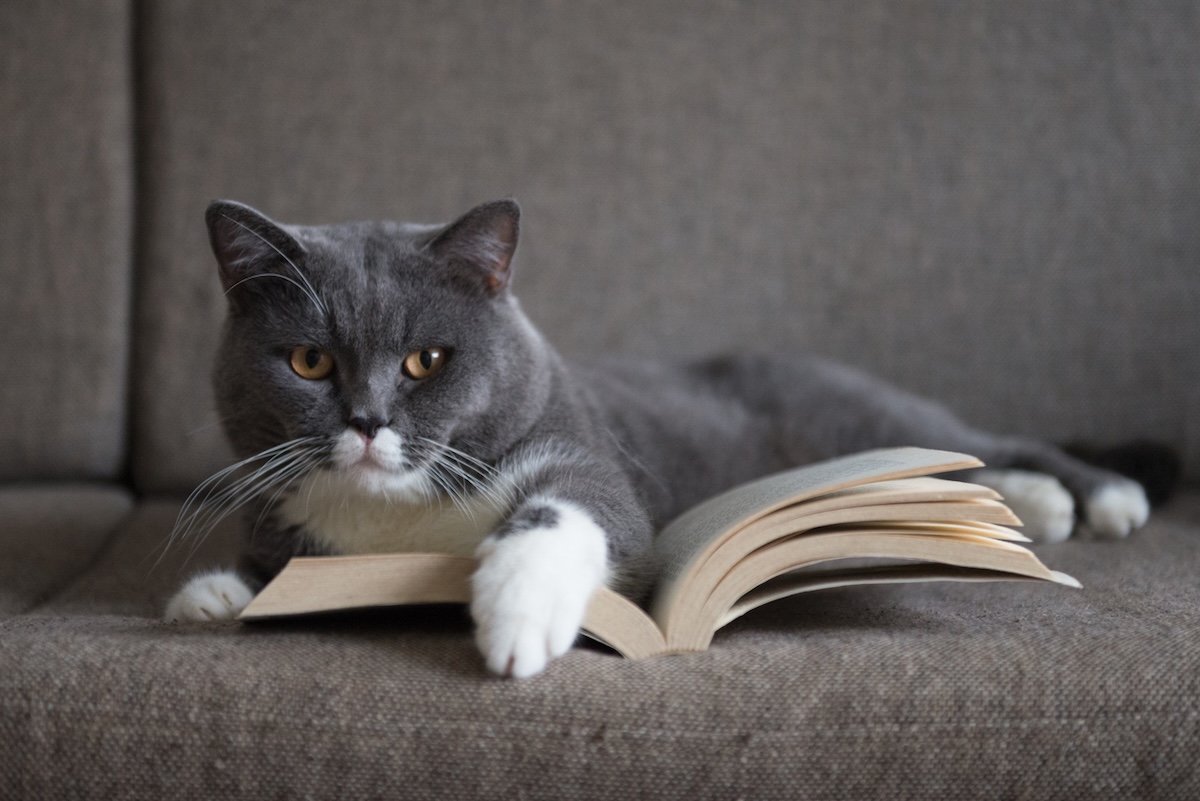 a picture of a grey cat lounging on a book on a sofa