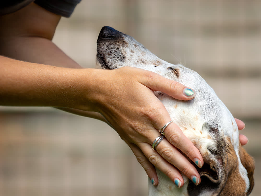 person holding a dogs face in their hands