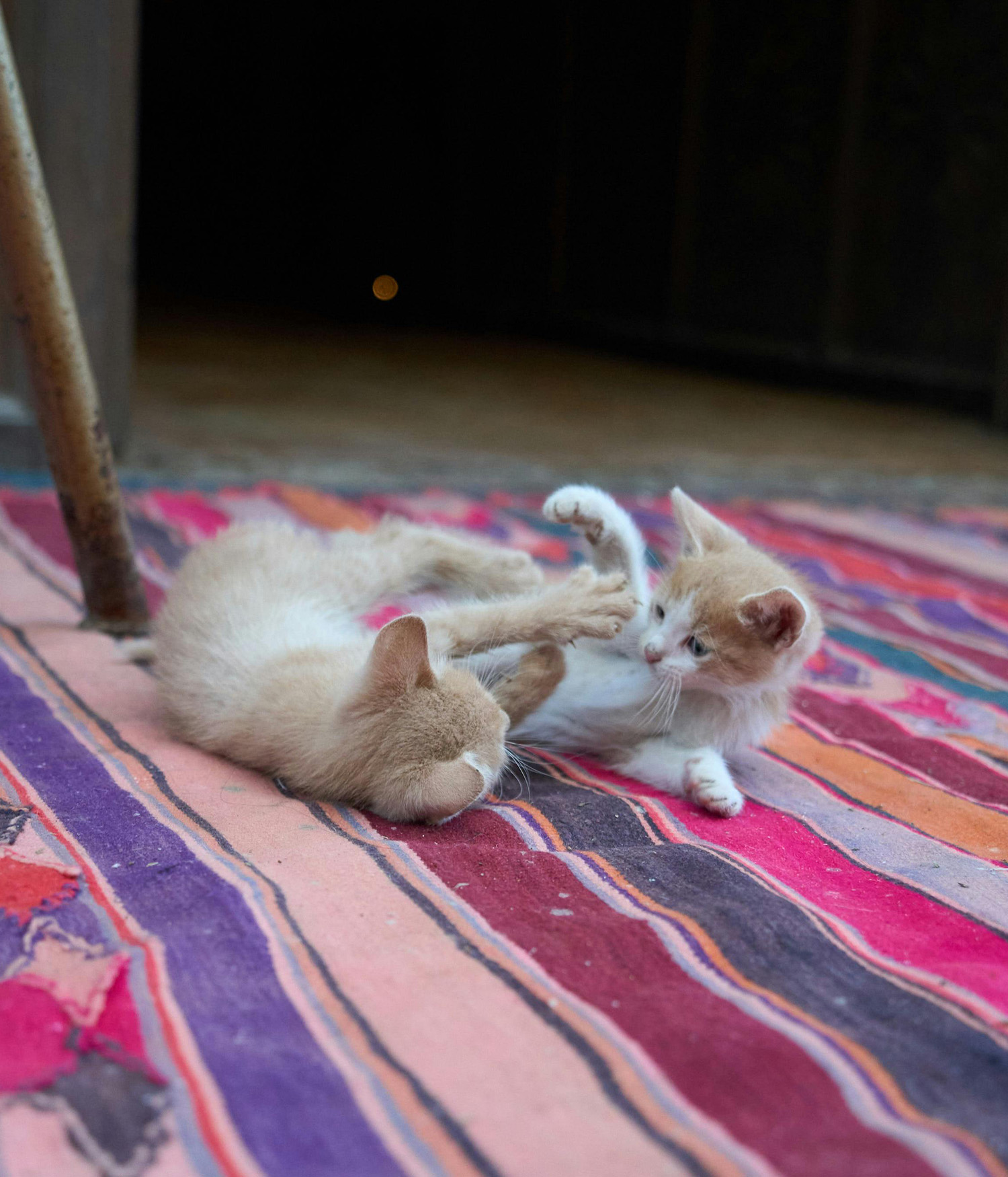 Playful Kittens on Vibrant Moroccan Rug
