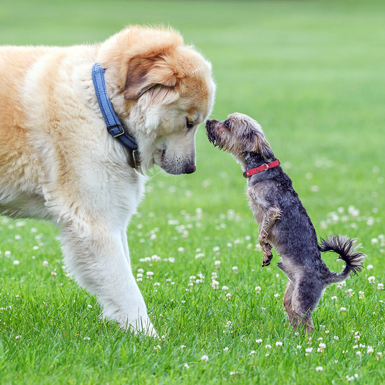 Big dog outside with a small dog.
