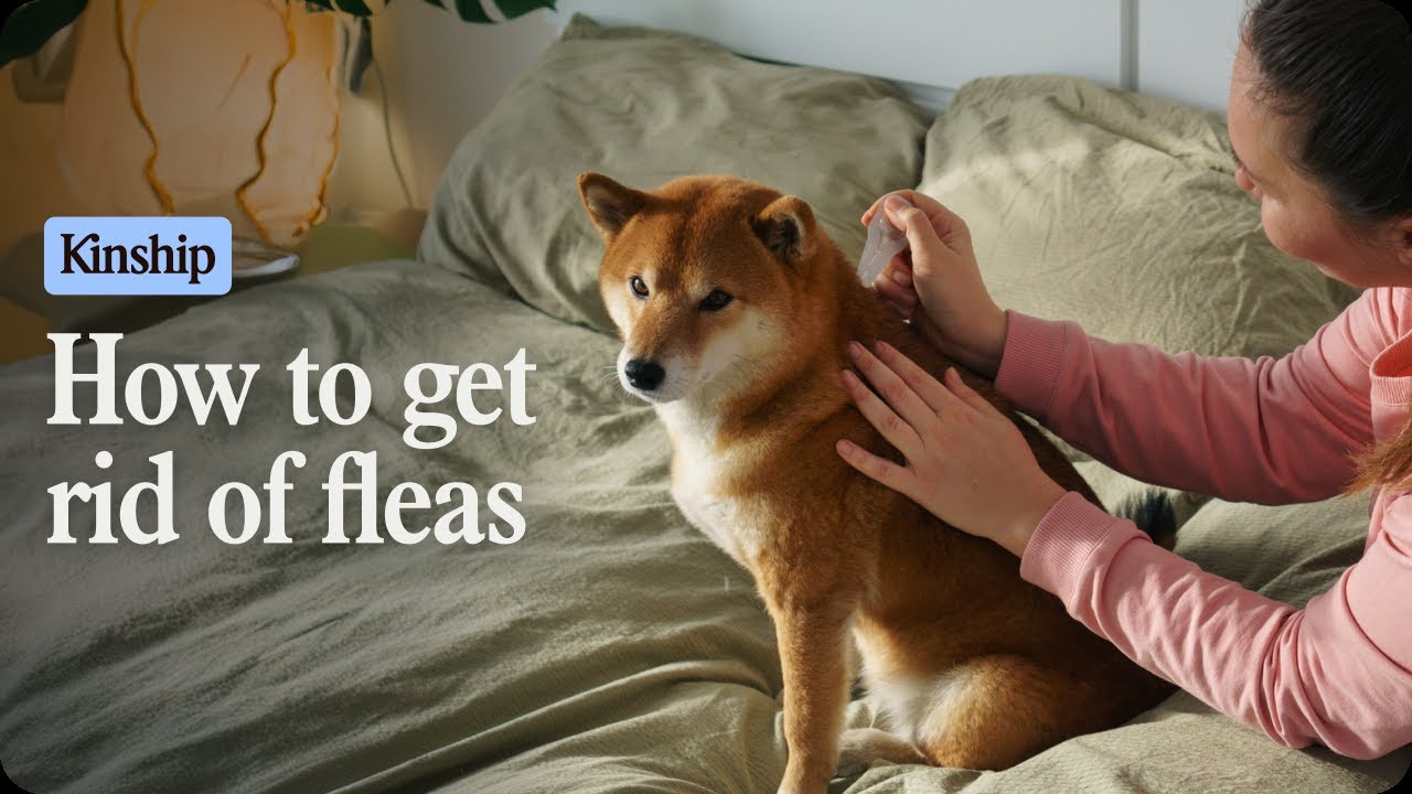 Dog Has Fleas? Here’s How to Treat Them Fast!