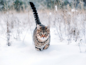 Striped cat walking through the snow.