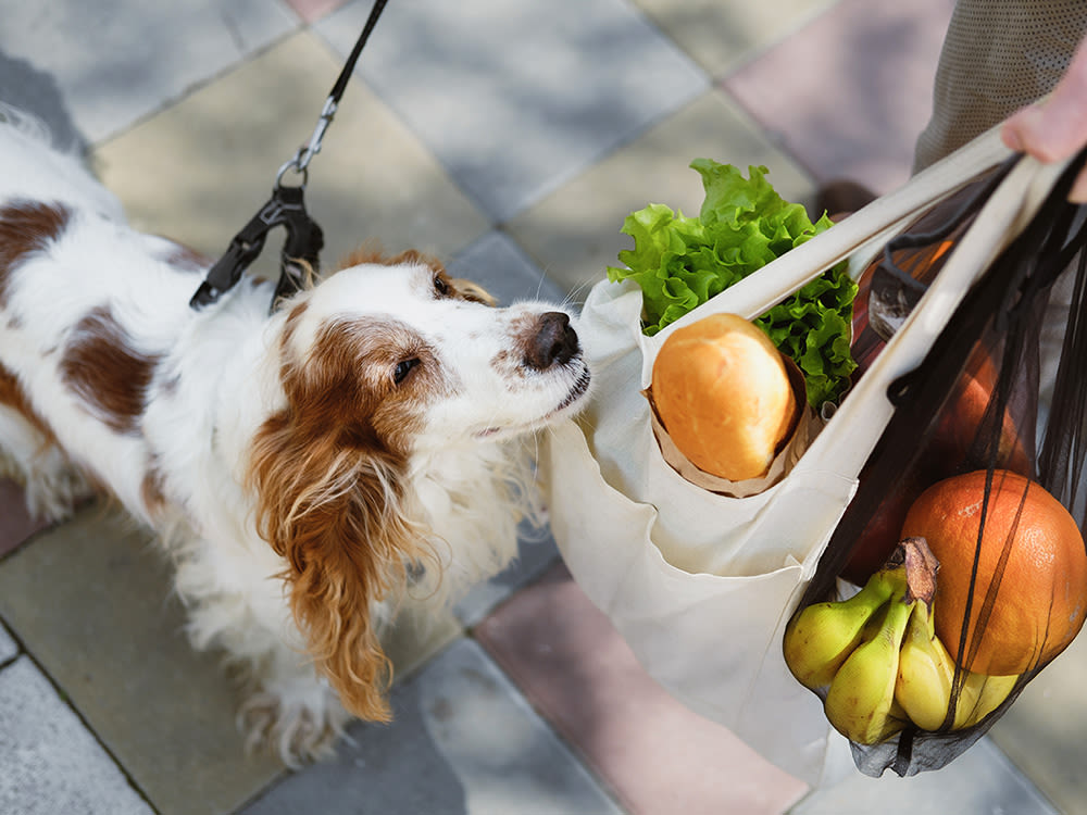 A dog sniffing a bag of groceries. 