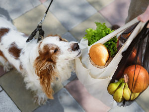 A dog sniffing a bag of groceries. 
