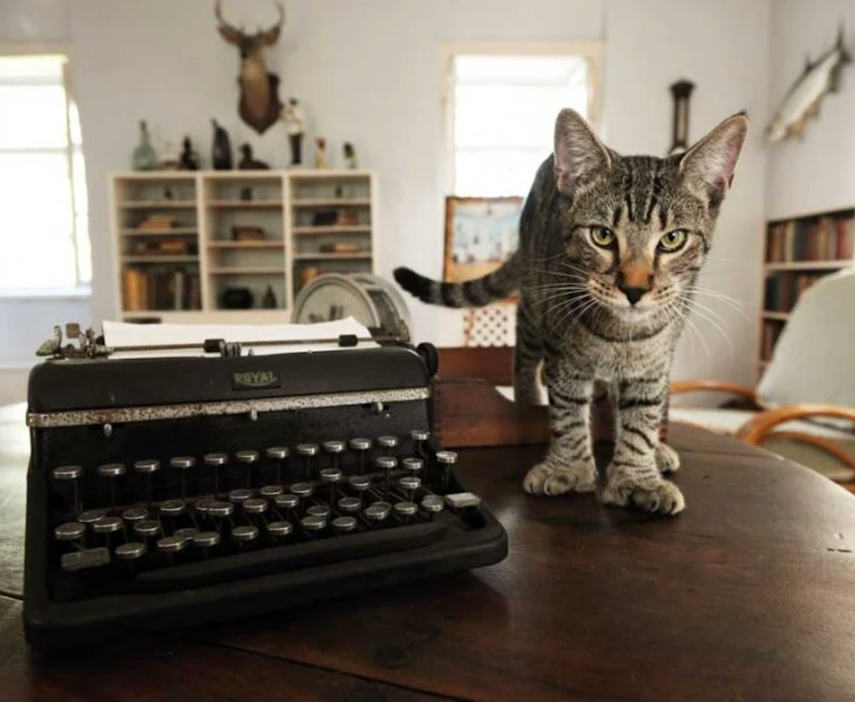 polydactyl cat hemmingway house next to a typewriter