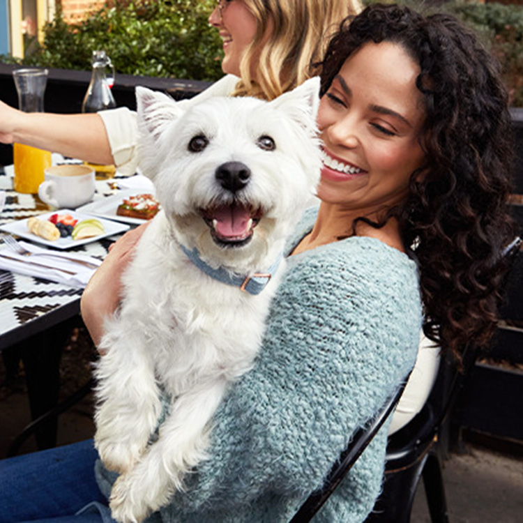 Cesar is hosting a dog restaurant weekend in NYC starting tomorrow · The Wildest