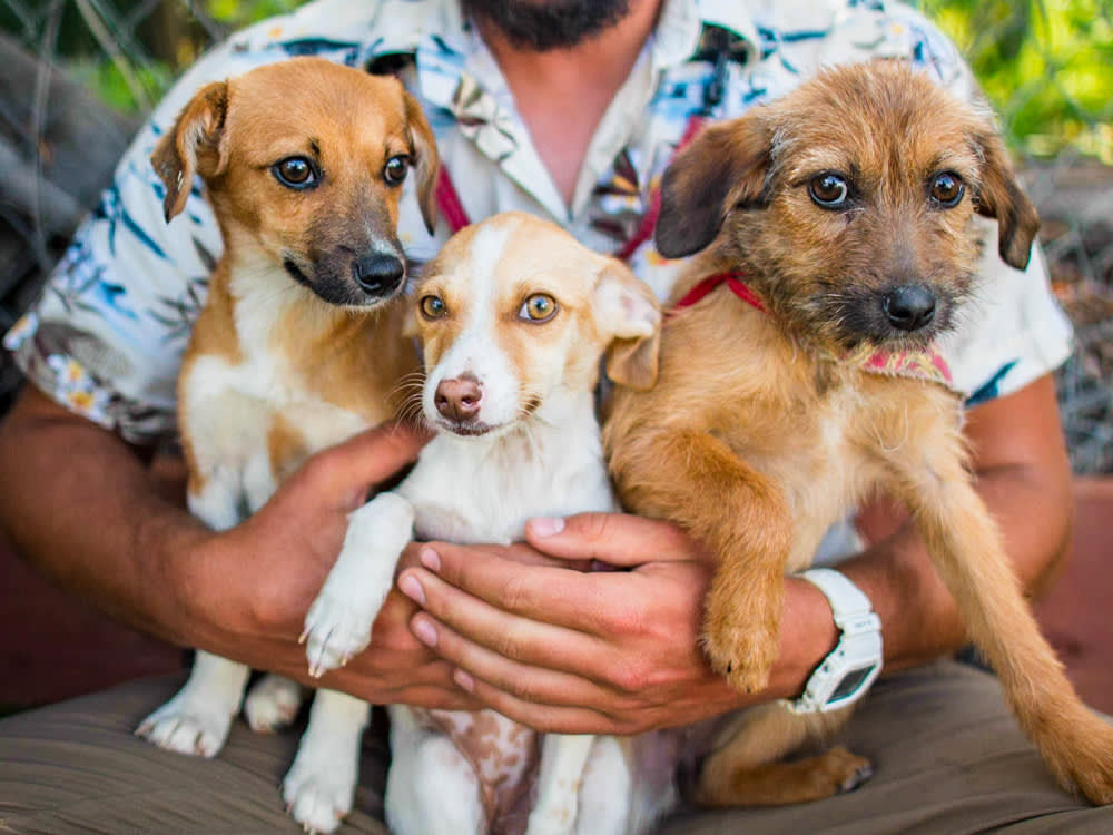 henry friedman with baja puppies