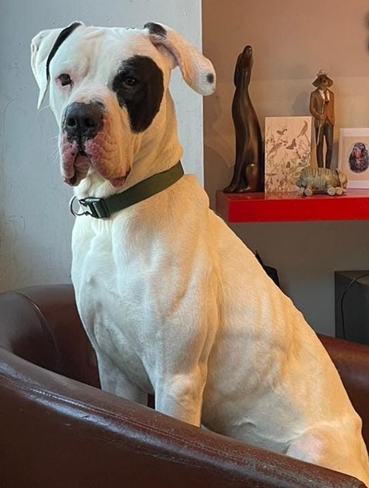 Big white dog with black eye patch sitting on leather chair