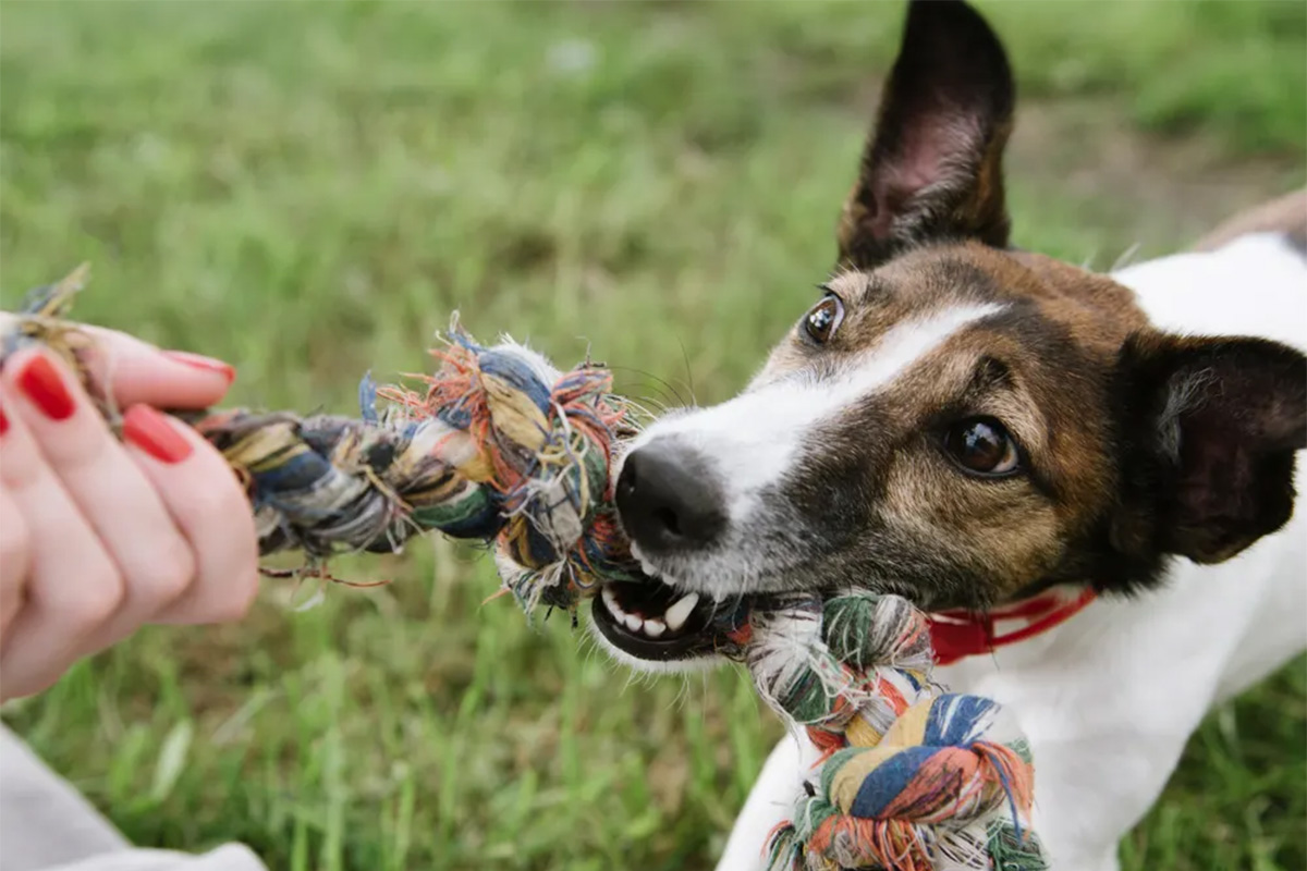 Dog pulling on toys