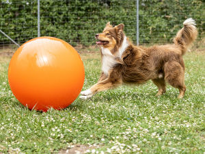 A border collie playing Treibball with an orange ball. 