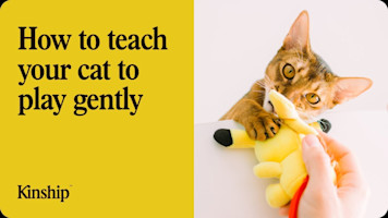 How to Teach Cats to Play Gently