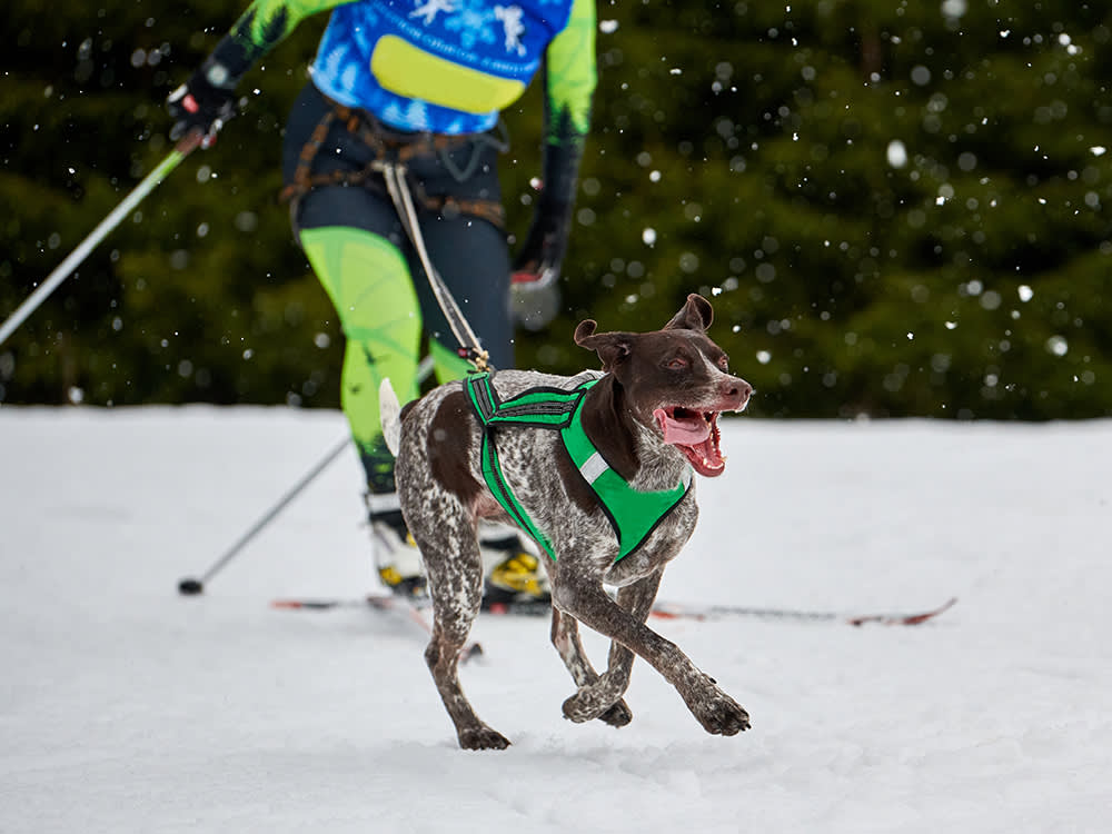 Skijoring brown dog in snow sport racing with owner