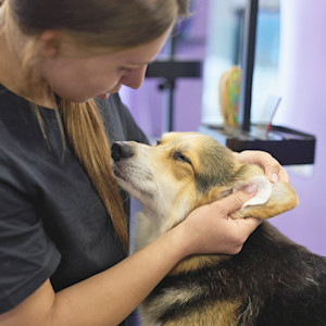 Woman cleaning her Corgi dog's ears.