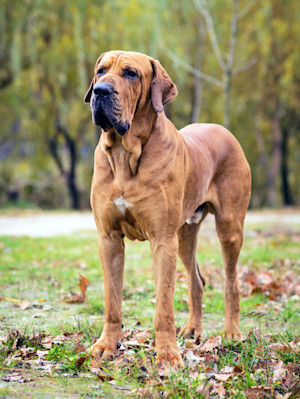 a picture of a Fila Brasileiro
