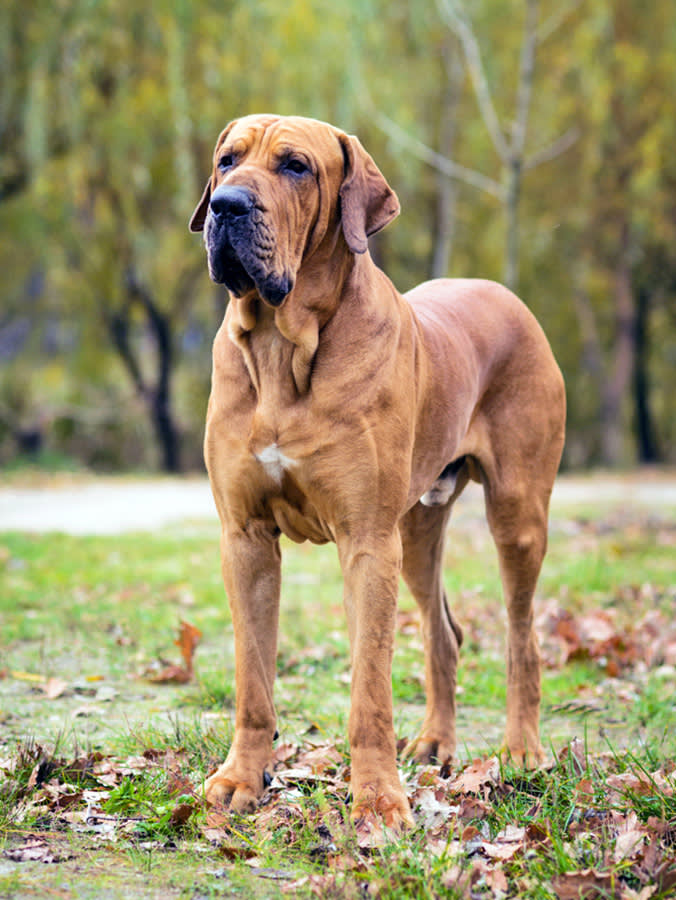 a picture of a Fila Brasileiro