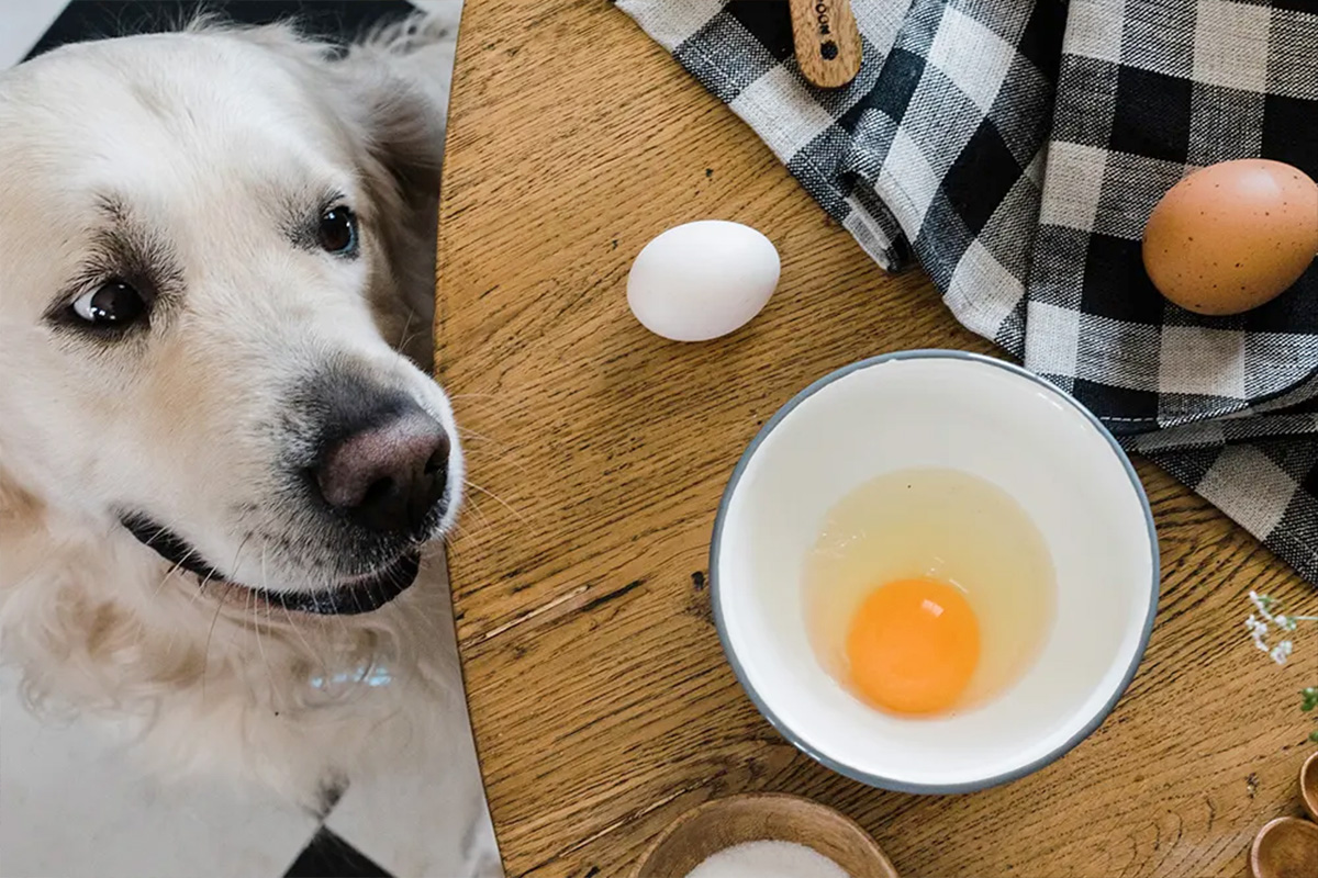 dog with egg yolks