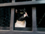 Black and white cat in a shelter