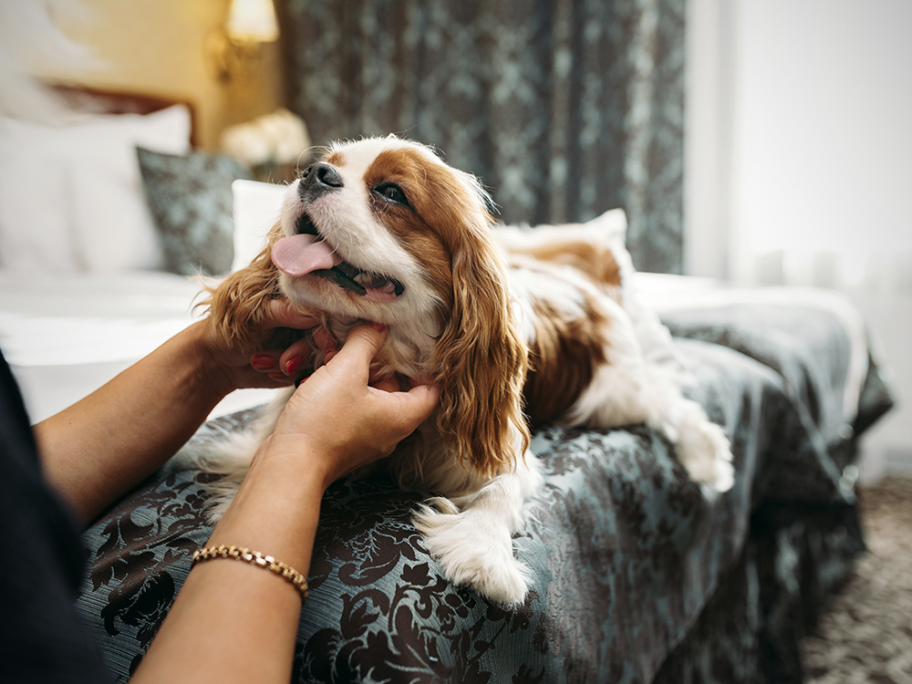 Cavalier king charles spaniel tear outlet stains