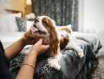Cavalier King Charles Spaniel's eye is examined on the bed by a person