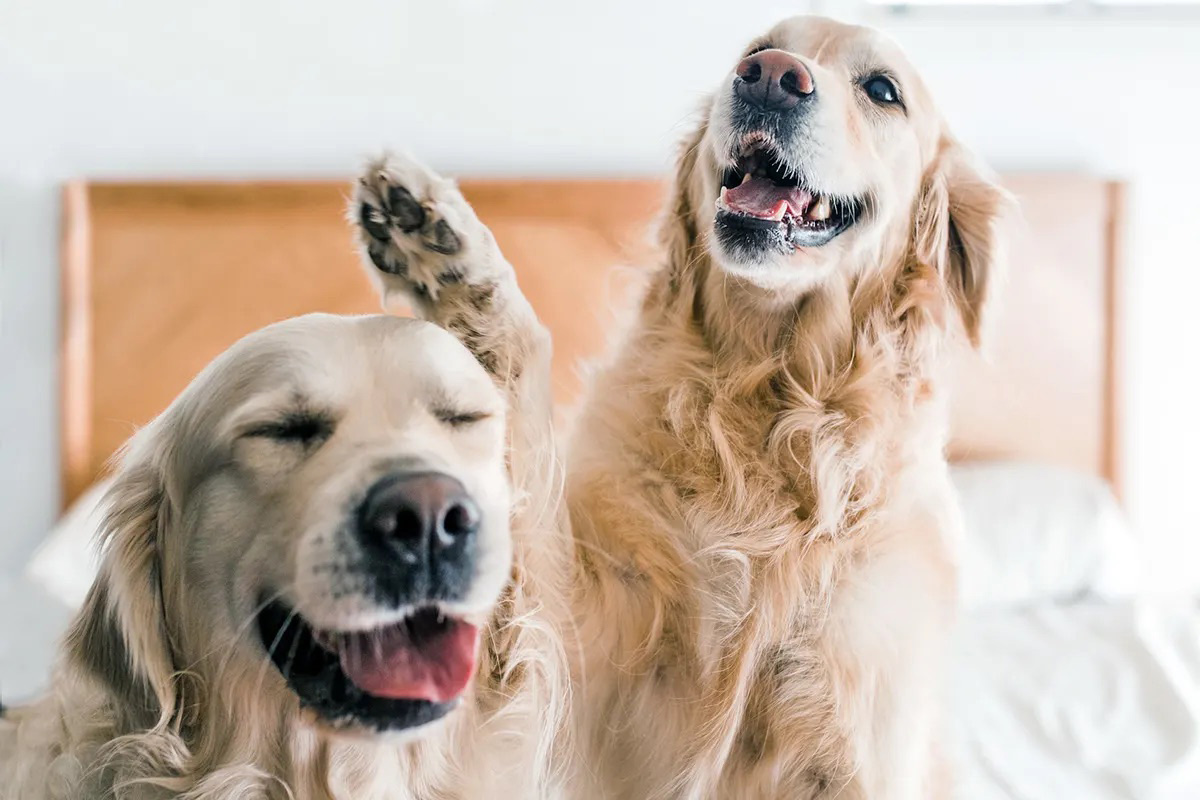 Two Golden Retrievers sit on a bed, one with their paw on the other's head.