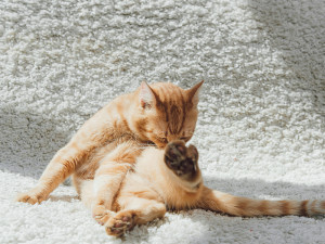 Neutering Male Cats: Behavior and Recovery Guide · The Wildest