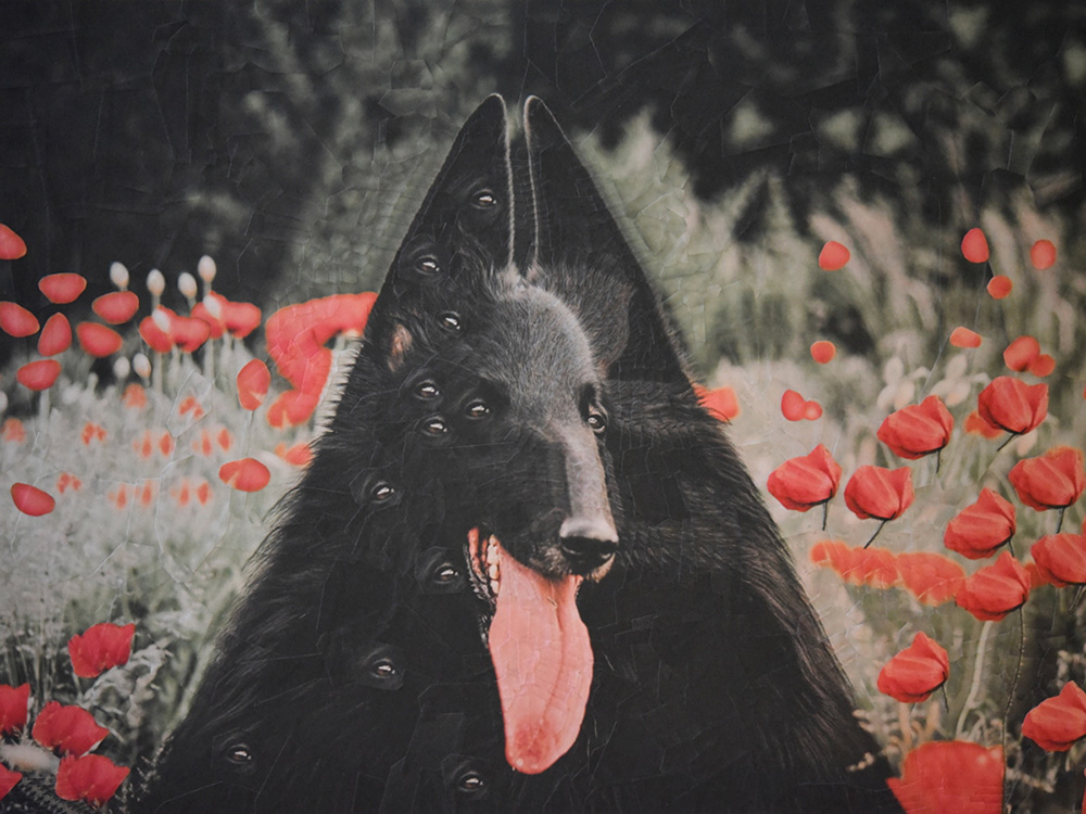 collage of cat with one eye