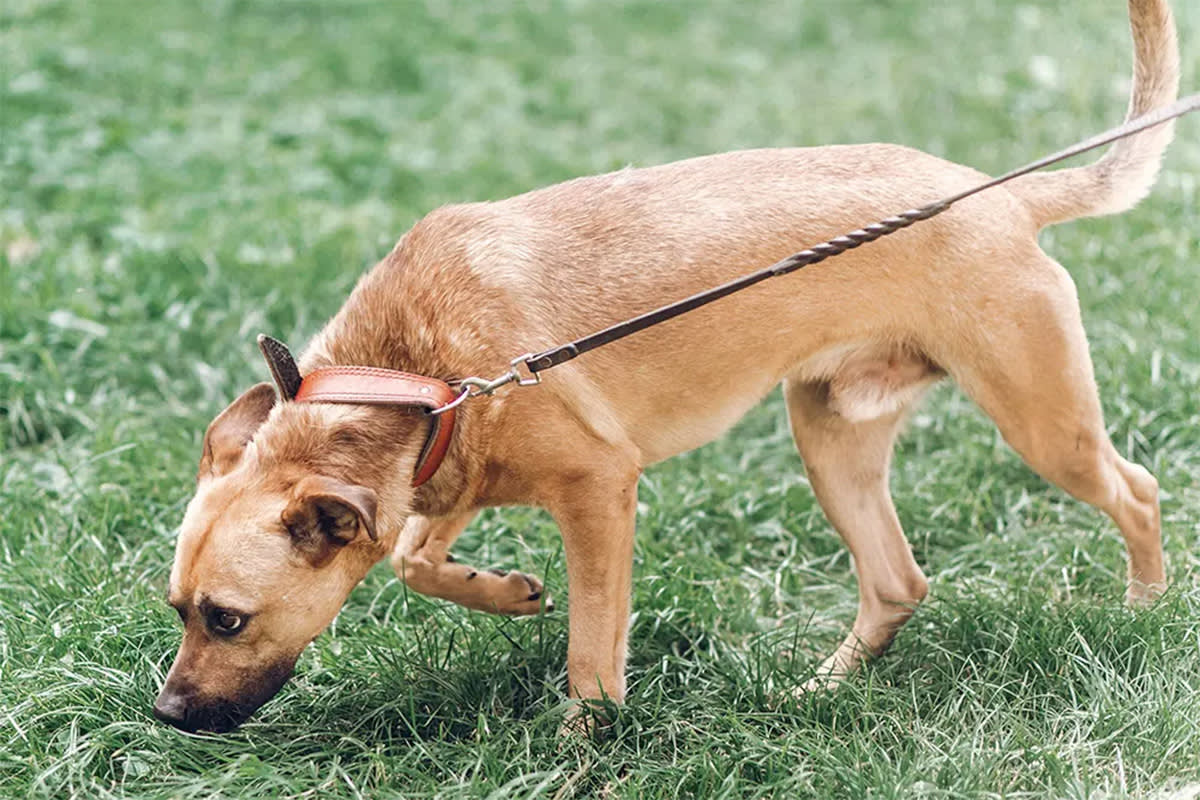 A dog on a leash sniffs grass.