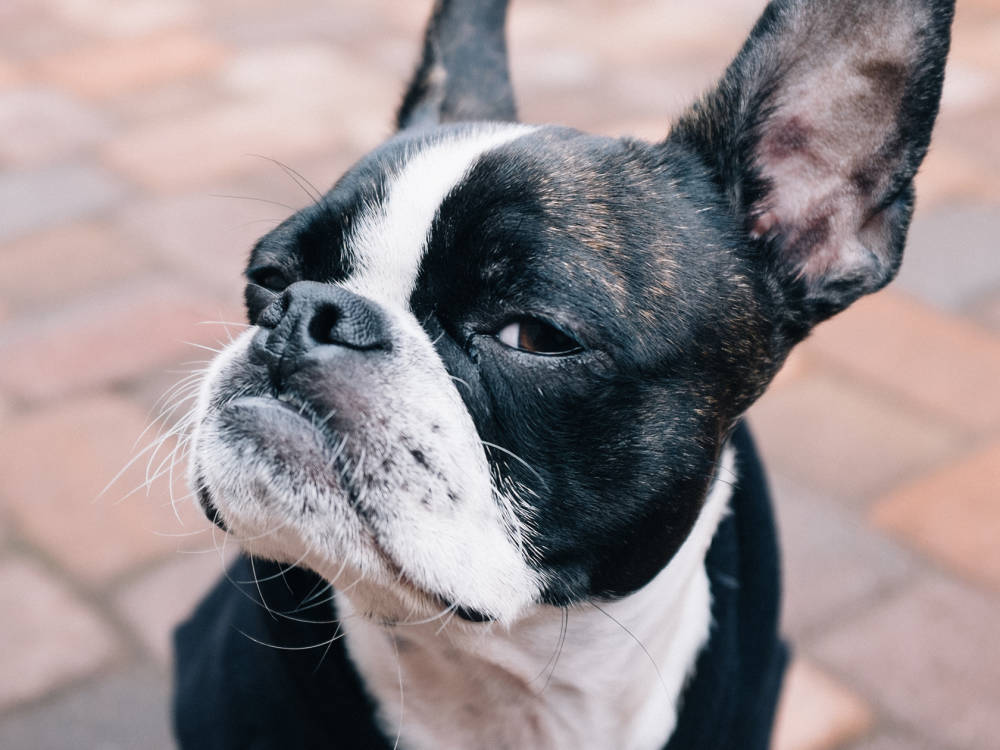 Boston terrier being stubborn