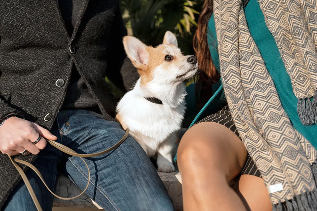 A dog sits between a man and a woman.